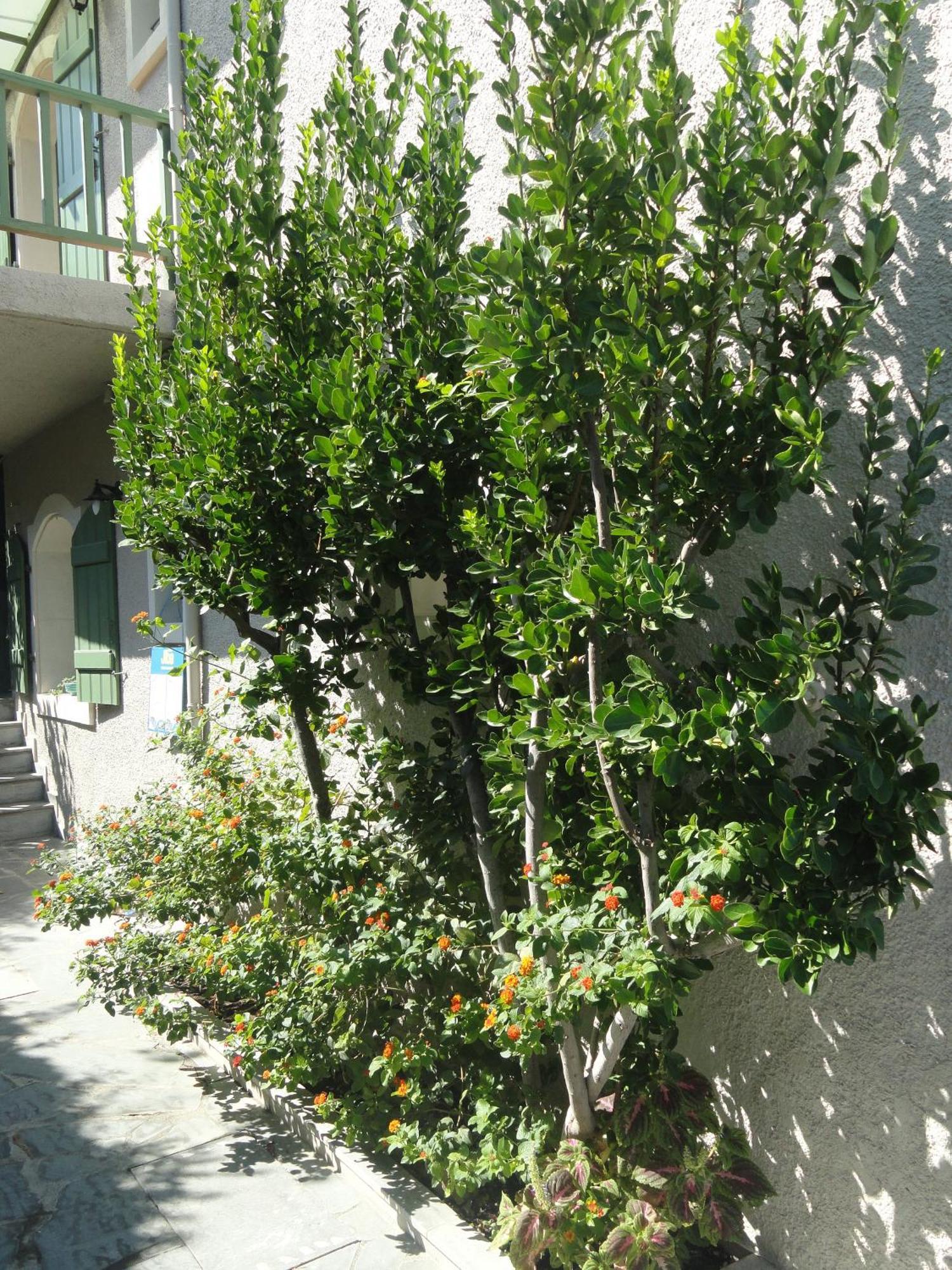Bellevue Apartments Сития Экстерьер фото